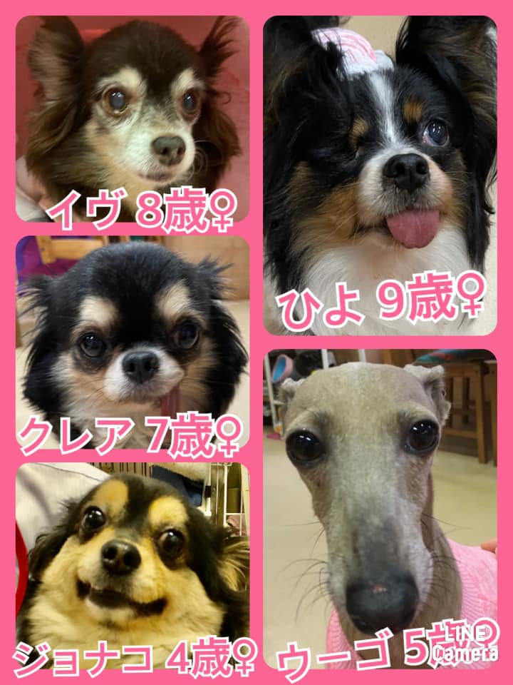 🐾今日の里親様募集中ワンコ🐶メンバーです🐾2021,4,8